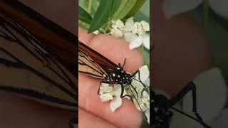 Hand Feeding Hatched Monarch Butterfly