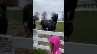 Curious Cows at Country Dairy. #cows #cow #cowvideos #cowfarm #westmichigan #michigan