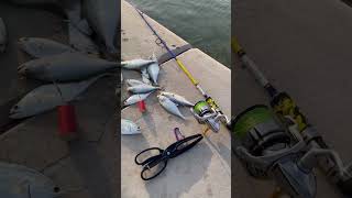 Queen Fish | Fishing in Qatar | Shore casting | Relax