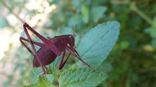 AwA Common Garden Katydid nymphs nymph (Caedicia simplex)