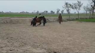 Practice of Horse Dance |  Desi Horses | Dancer Ghora | Best Dancing Horse | Horse Dance 2018