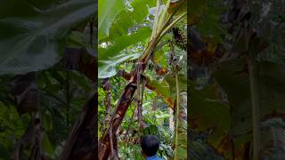 Harvesting banana in the forest #banana