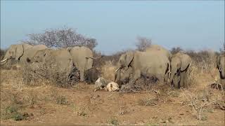 Emotional sighting in Etosha NP, elephant herd gather to pay respects to carcass of young elephant