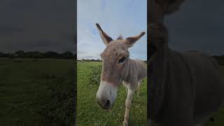 Super Cute Friendly Donkey In The New Forest