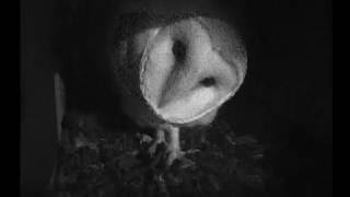 Barn Owl