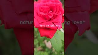 #reelsvideo #subscribe #subscribers #rose #garden #share #follow #vediography #nature #views #bangla