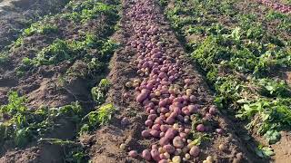 Okara Potato Market | TOQEER MAZHAR FROM OKARA | 17/01/2023 |