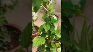 Multilayer hibiscus flower 🌺#pottedplants #terracegarden #hibiscus