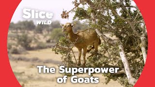 Cleverer Than You Think: Hidden Abilities of Goats (PART 2) | SLICE WILD