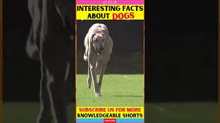 Facts About Dogs & Puppies, Motivational Video | fact #shorts