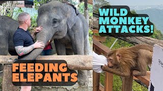 Feeding Elephants in Thailand - Wild Monkey Attacks Tourist 🙉