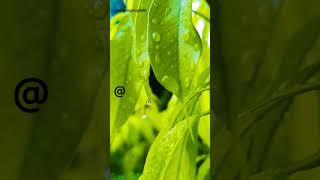 Beautiful nature #shorts #satisfying #tiktok #nature #rain #trendingshorts #viral