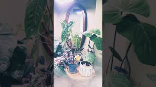 Plants in the Bathroom: Evolution #shorts