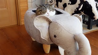 ゾウさんの中で絶対溶けてるねこ。-Maru is definitely melting in the elephant.-