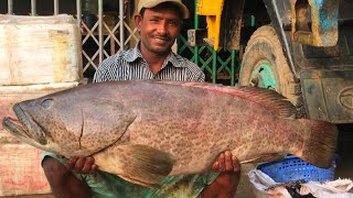 Fastest Big Hamour Fish Cutting Skills, Live Fish Cutting At Fish Market