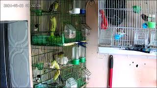 In my balcony there is an aviary #animals #birds #viral #love #parrot #goldfinch #canary #nature