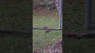 WildLife 8 #Shorts giant monitor lizard chasing pigeons