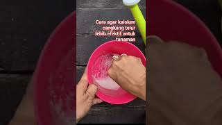 PAKE CARA INI AGAR KALSIUM CANGKANG TELUR BEKERJA LEBIH KUAT PADA TANAMAN