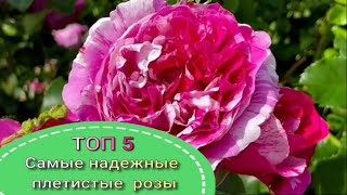 ТОП 5.Самые надежные плетистые  розы. Питомник растений Е. Иващенко.