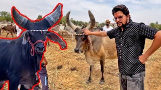 कांकरेज नश्ल की गौमाता लेके आजाये क्या? 😍😍#baawalechorevlogs #kankarejcows #kankarej #cowvlog