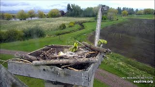 Zosu ģimenīte pamet ligzdu.  13.05.2020 /Charlo Montana Osprey Nest/