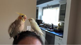 Cockatiel and Budgie fight early morning-ignore my typo, editing while COCO on my arm 🤩