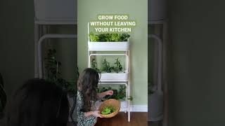 Grow food without leaving your kitchen #shorts