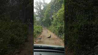 Achankovil forest road