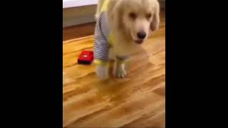 DOG FUNNY VIDEO || OVERACTING DOG #shorts #viral #beautiful #dog #doglover #funny #comedy #love