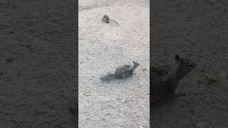 Balboa Park Part 17 Visitors- Ground Squirrels #youtubeshorts #nature #squirrel- Info in description