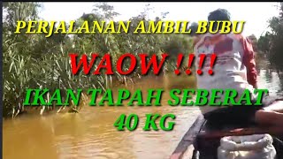 IKAN TAPAH 40 KG MASUK PERANGKAP #pasangpukatbubu@Dickychannel151