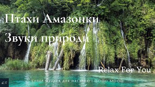 Супер Релакс музика • Звуки лісу Амазонки | Good Day | Mood