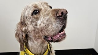 Therapy dog Lucan visits Mid Cheshire Hospitals