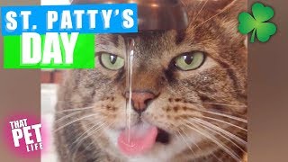 Animals That Go As Hard As People - Happy St. Patrick's Day