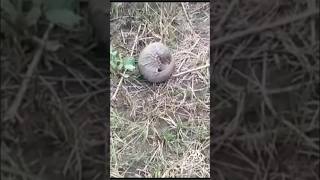 A Chinese #pangolin rescued from a poacher by farmers in Arunachal was released back into the wild.