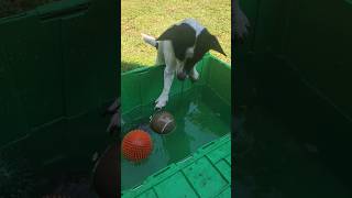 bobbing for balls part 2 #puppy #dog