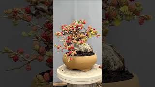 Cây dâu bonsai mini mà siêu quả #bonsai #caycanh #shorts