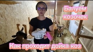 Как проходит дойка 🐐 коз.Балуем козочек.