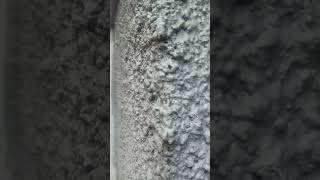 Blacks Ants Attack !