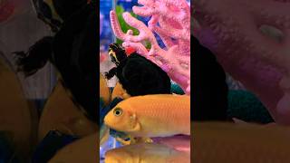 Turtle, fish, coral, fishtank satisfying #fish #turtle #snake