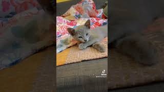 Kitten Russian Blue Cat #tiktok #russianbluecats