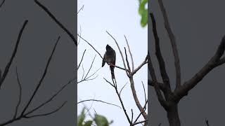 #friends #birds #drongo #brownshrike #redventedbulbul #birdslife #backyardwildlife #birdsvideo #4k