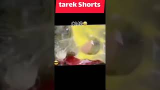 #funny #funnyvideo #funnyshorts #dog #dogs #doglover #shorts #shortsvideo #video #amazing #comedy