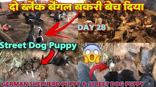 दो ब्लैक बैंगल बकरी बेच दिया || street dog puppy || German Shepherd puppy & street dog puppy