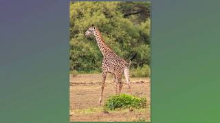 Lake Manyara National Park, February 20 2019