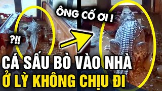 Cập nhật SAU 4 NGÀY bò vào nhà dân, con cá sấu vẫn CỐ THỦ không chịu rời đi | Tin 3 Phút