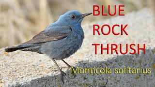 Blue rock thrush / Monticola solitarius / Gök ardıç