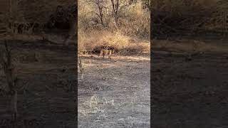 Tiger goes back to her kill at Corbett- April 2021