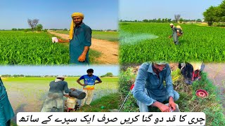 Chari ka 2guna kad badhayy 1sapry KY sath| daily vlogs|Pakistani village vlog