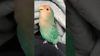 burung lovebird mau nyanyi #shortvideo #shorts #burung #lovebirds